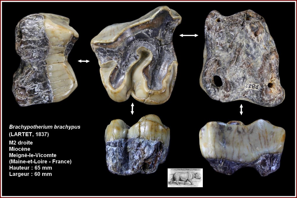 pl_brachypotherium_msupd.jpg