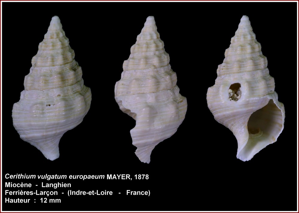 pl_cerithium_vulgatum_ferrieres.jpg