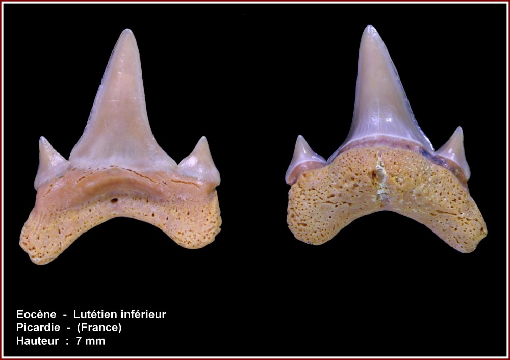 pl_lamniforme1_picardie.jpg