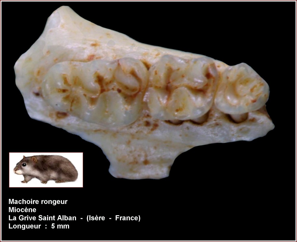 pl_machoire_rongeur2.jpg