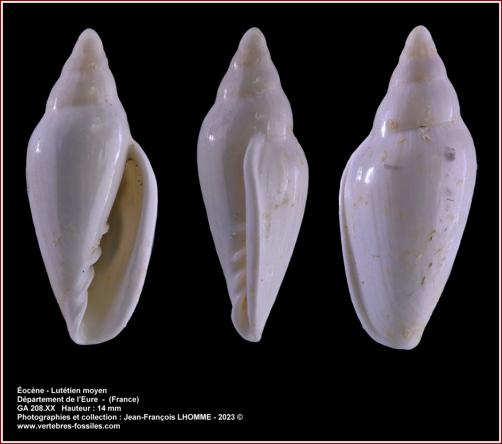 pl_marginella_fontenay_emmy_14mm.jpg