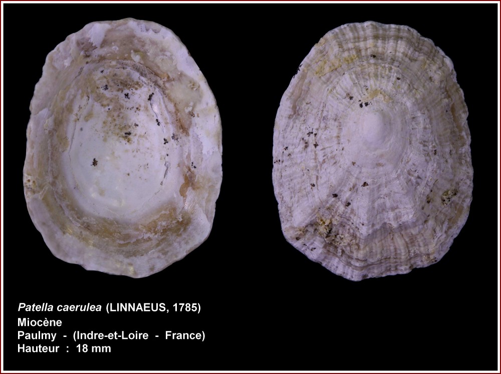 pl_patelle_paulmy.jpg