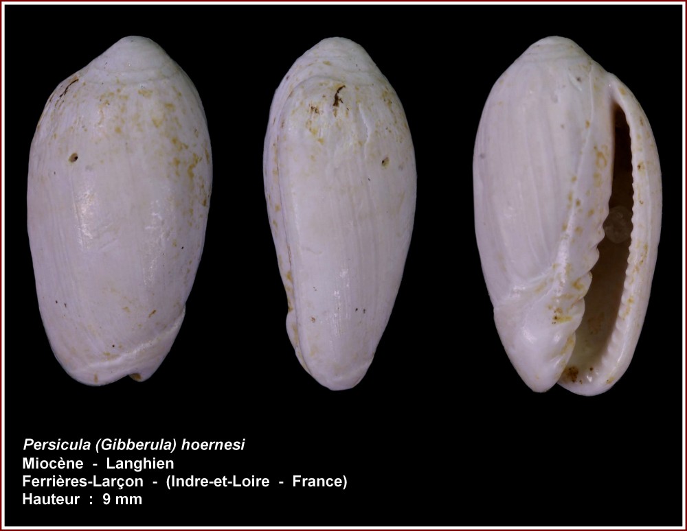 pl_persicula_hoernesi_ferrieres.jpg