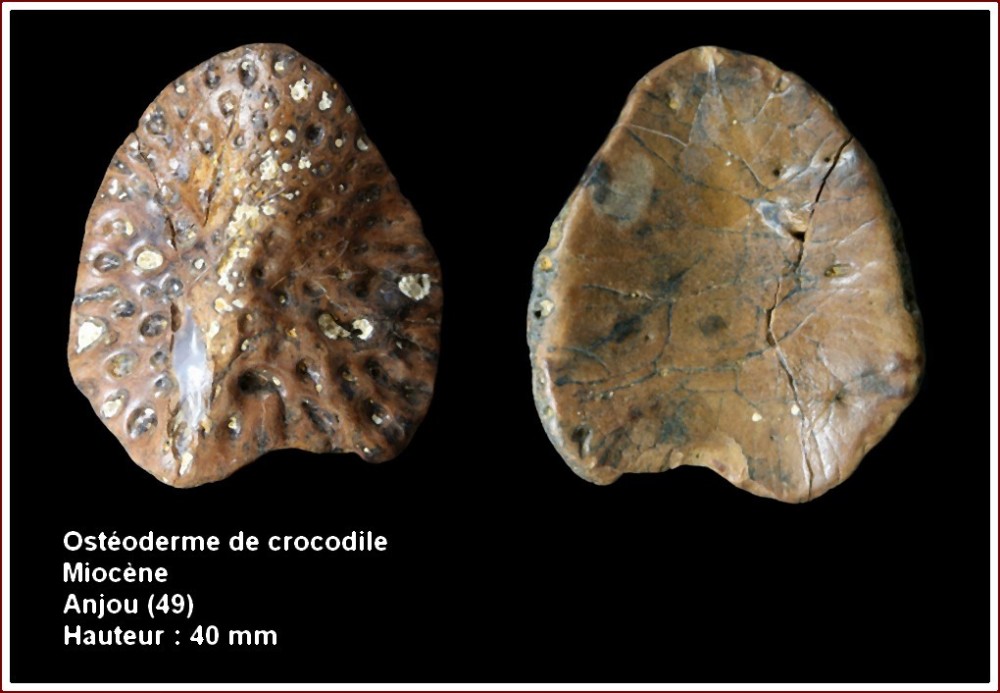 pl_plaque_croco_anjou.jpg
