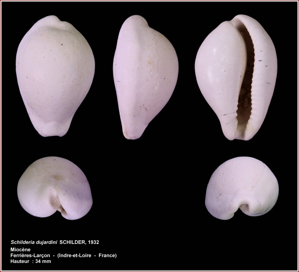 pl_schilderia dujardini.jpg