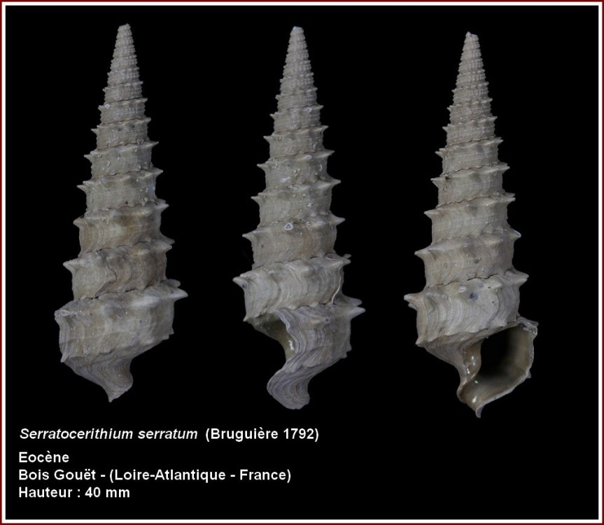 pl_serratocerithium_serratum_boisgouet.jpg