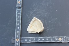 IMG_8531.JPG