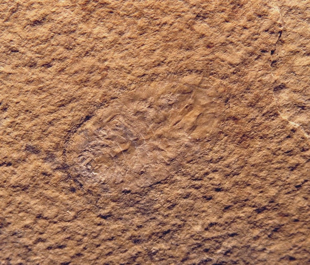 J-Sphaeroma sp. + fossile en lumière naturelle b.jpg