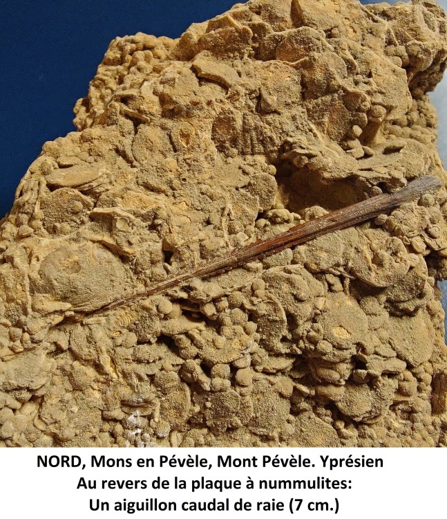 Mons en Pévèle 2.jpg