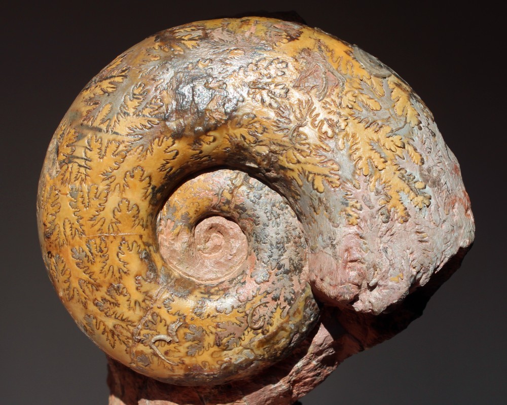 Peylytoceras jurense 120mm.jpg