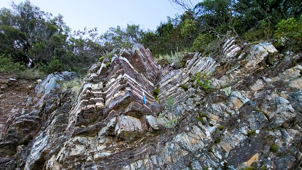 Radiolarites (1).png