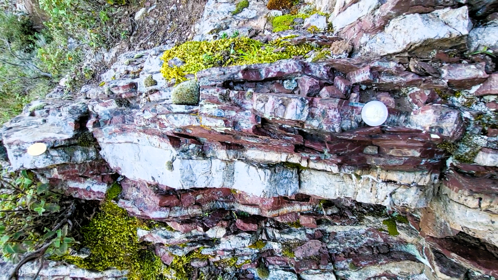 Radiolarites (3).png