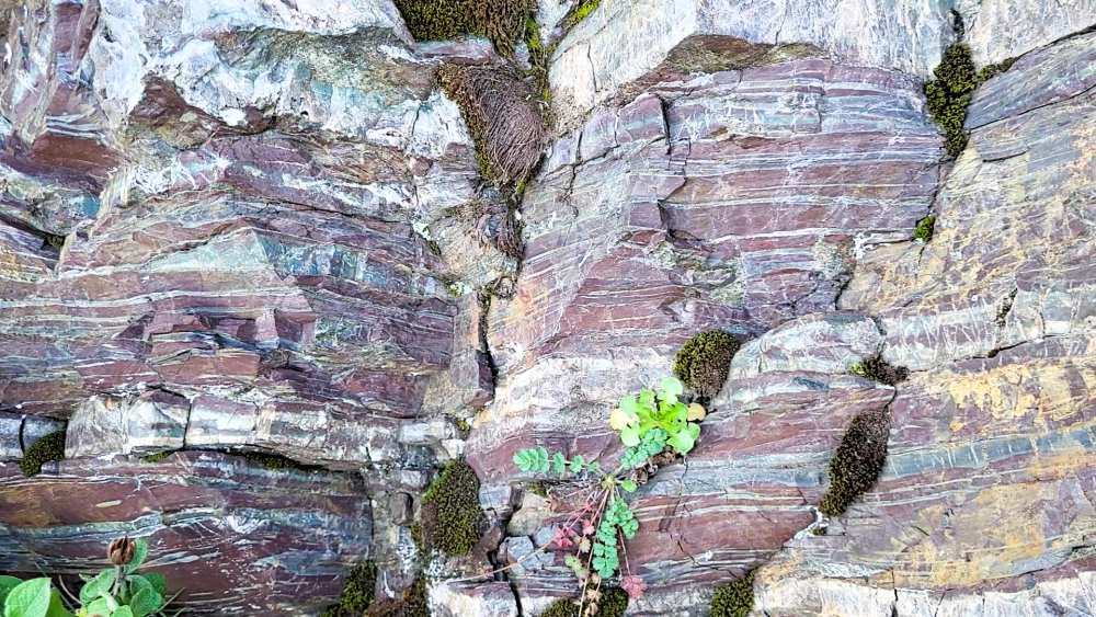 Radiolarites (4).png