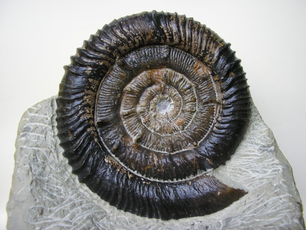 ammonite Gingsheim.JPG
