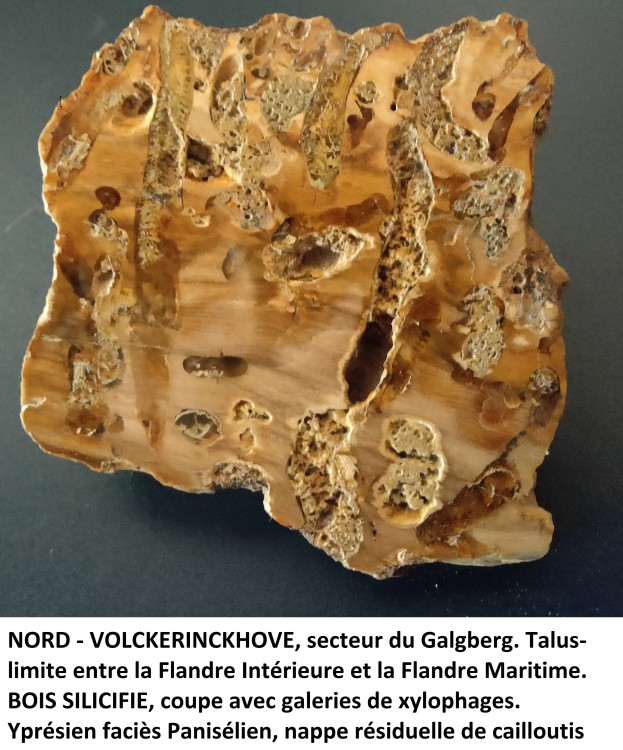 bois silicifié.jpg