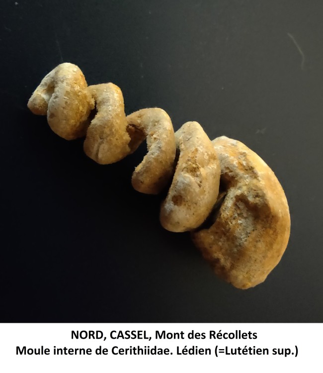 moule interne Cerithe.jpg