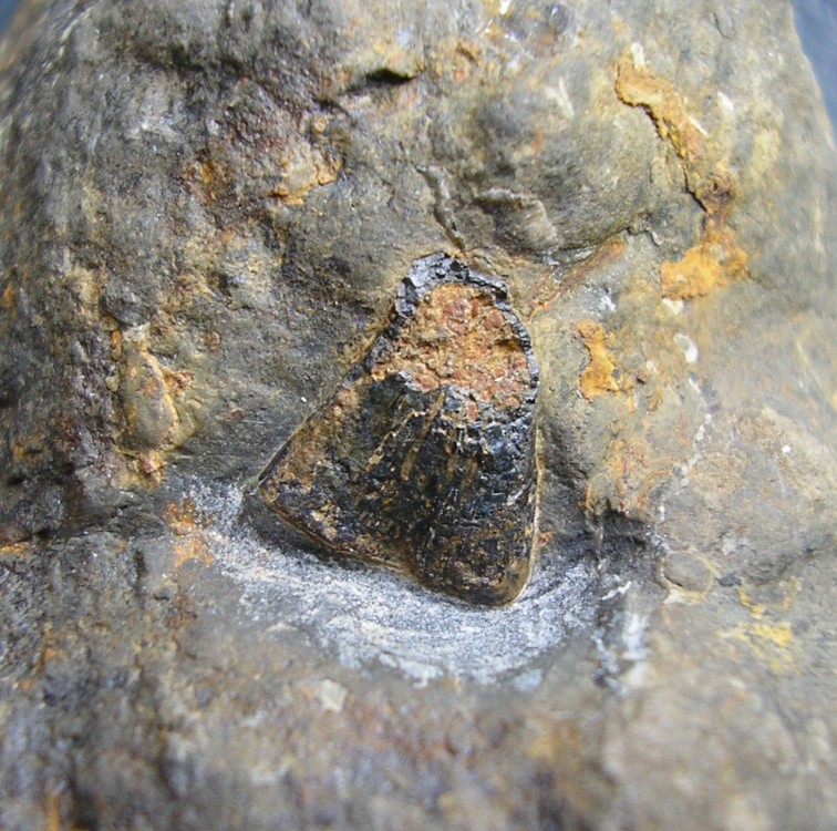 os batracien Albé.JPG