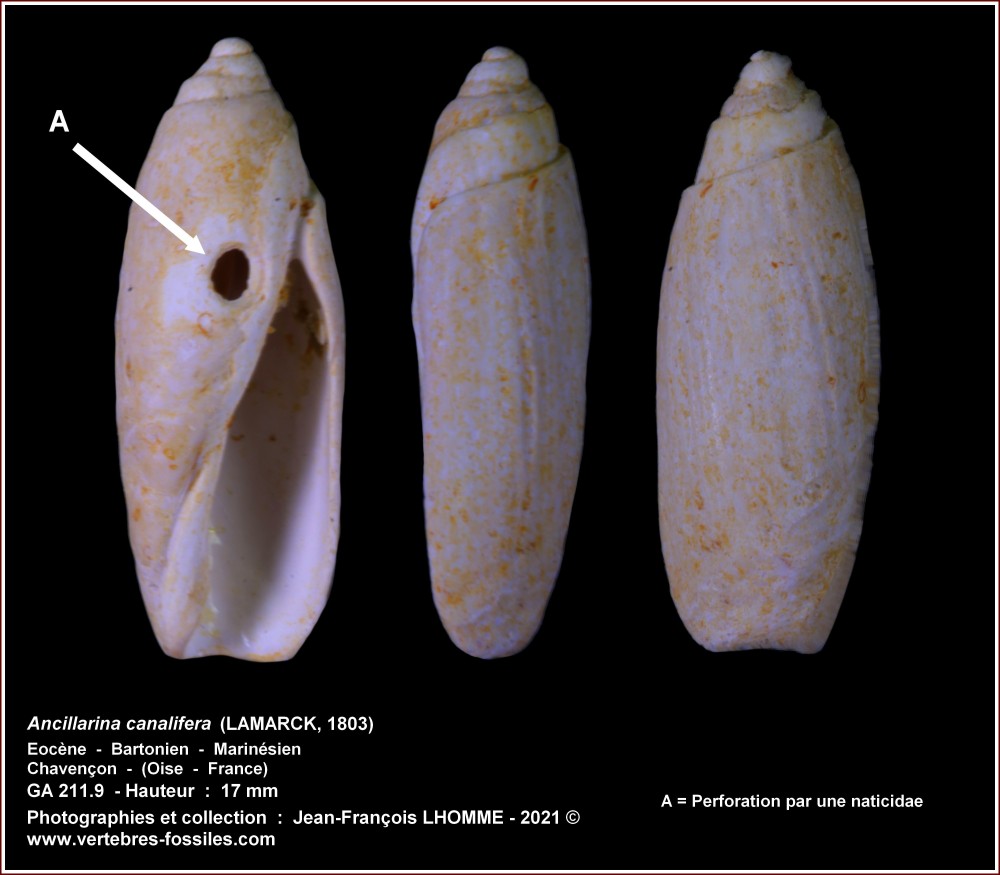 pl_ancillarina_canalifera_chavencon.jpg