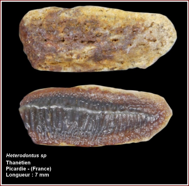 pl_heterodontus_thanetien_bp.jpg