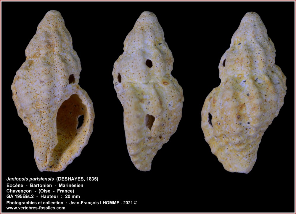 pl_janiospis_chavencon.jpg