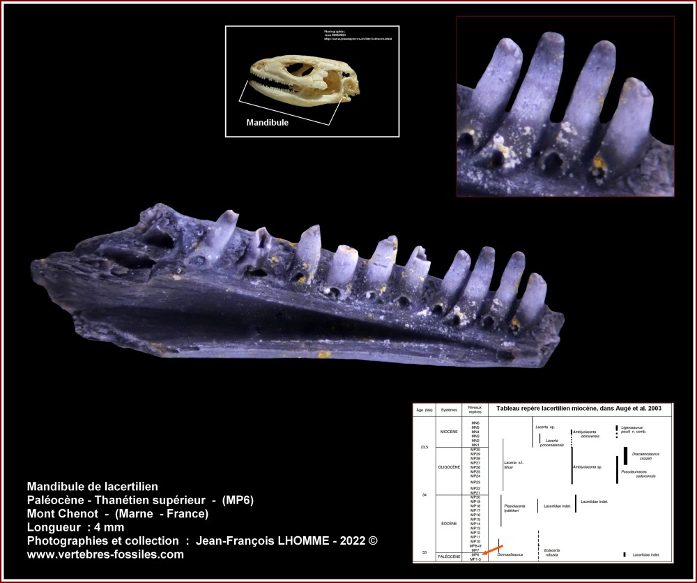 pl_mandibule_lacertilien2.jpg