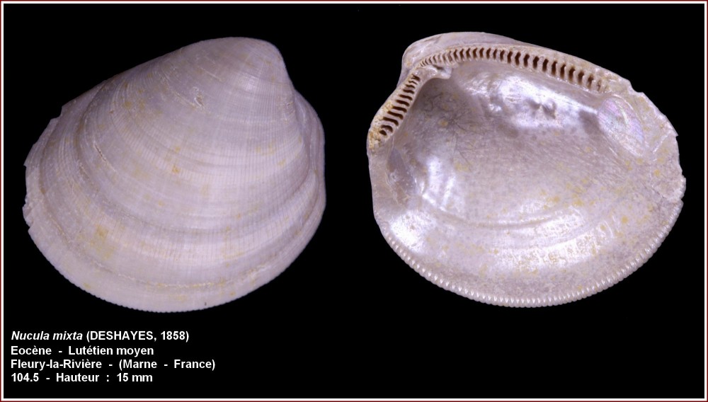 pl_nucula_fragilis_fleury.jpg