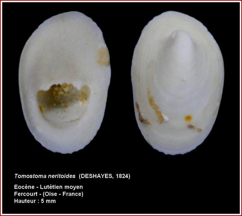 pl_tomostoma_neritoides_fercourt.jpg