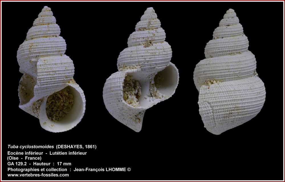 pl_tuba_cyclostomoides_boury.jpg