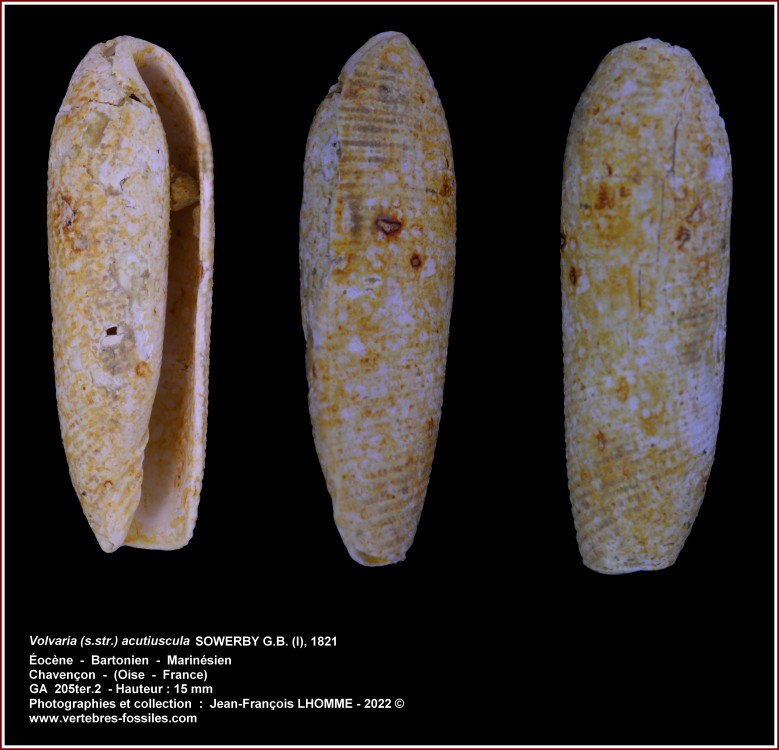 pl_volvaria_acutiuscula_chavencon.jpg