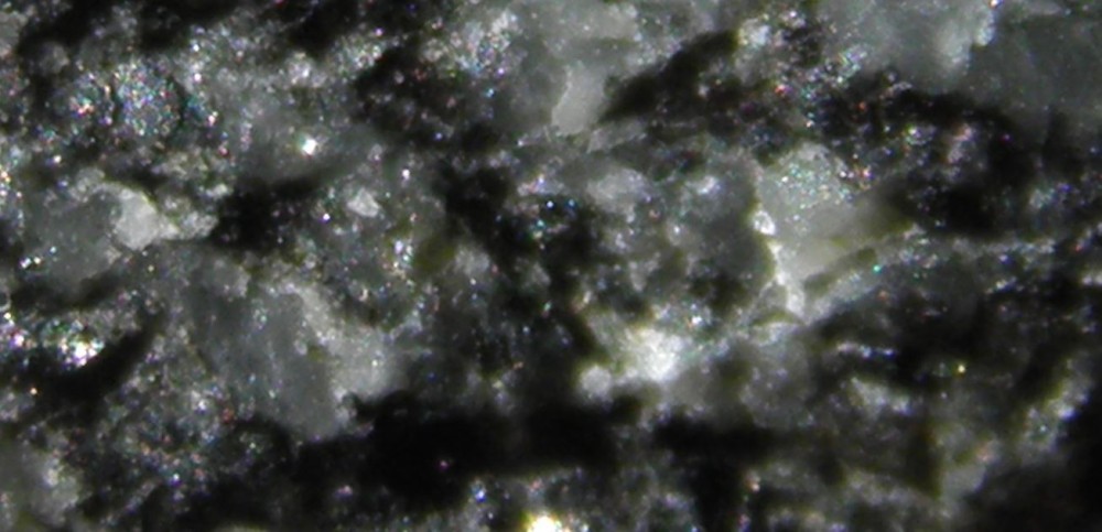 plein dans mon jardin 3.JPG