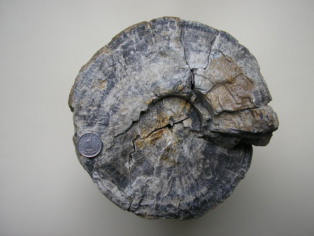 section défense Offendorf.JPG