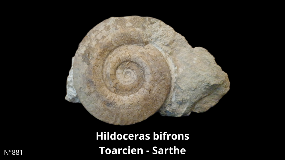 BT 058 collectiob_20250812_220055_0000.png