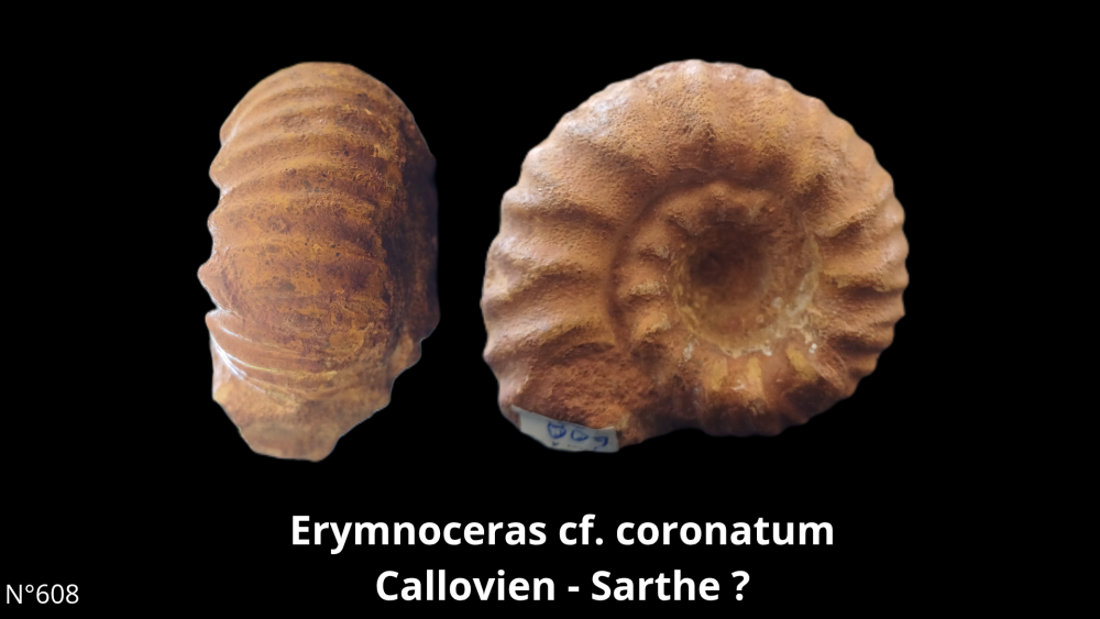 BT 059 collection_20250812_220915_0003.png