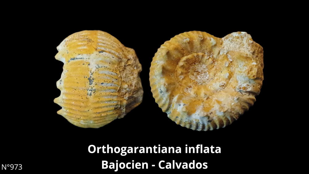 BT 059 collection_20250812_220916_0010.png