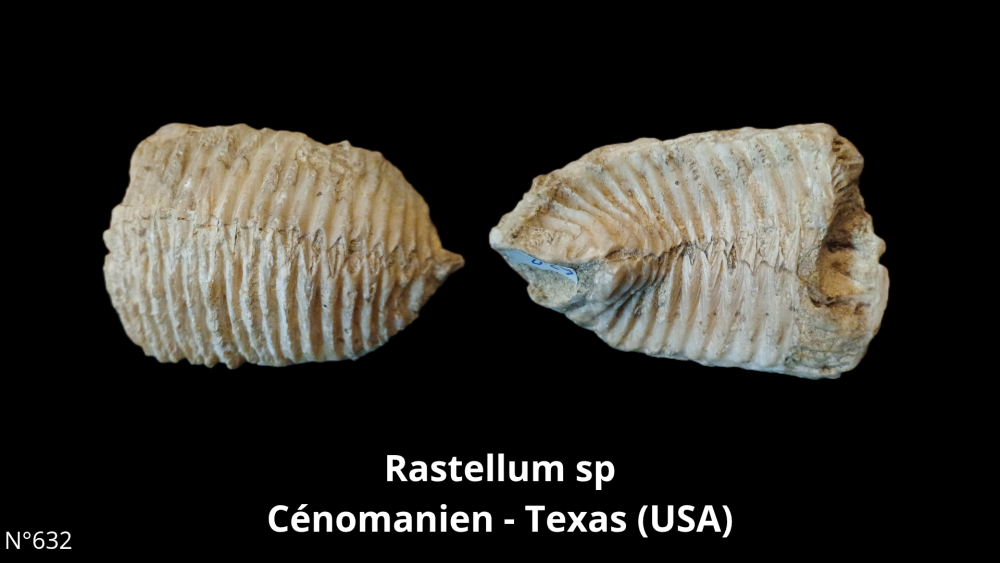 BT 059 collection_20250812_220916_0011.png