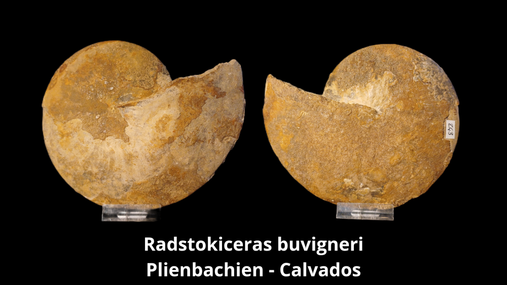 Boite 053 COL_20250812_224123_0006.png