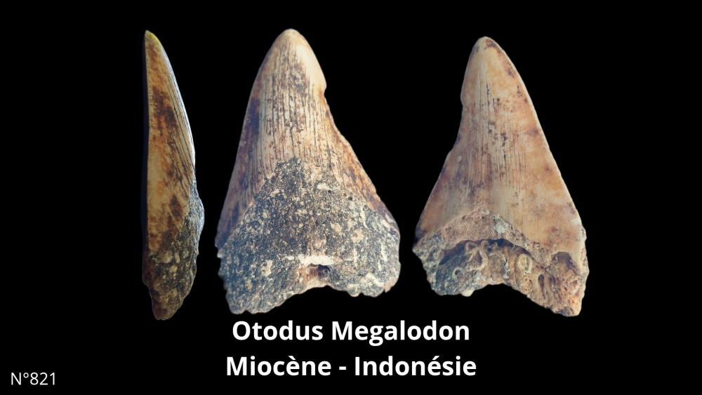 Boite col CN6_20250812_212132_0009.png