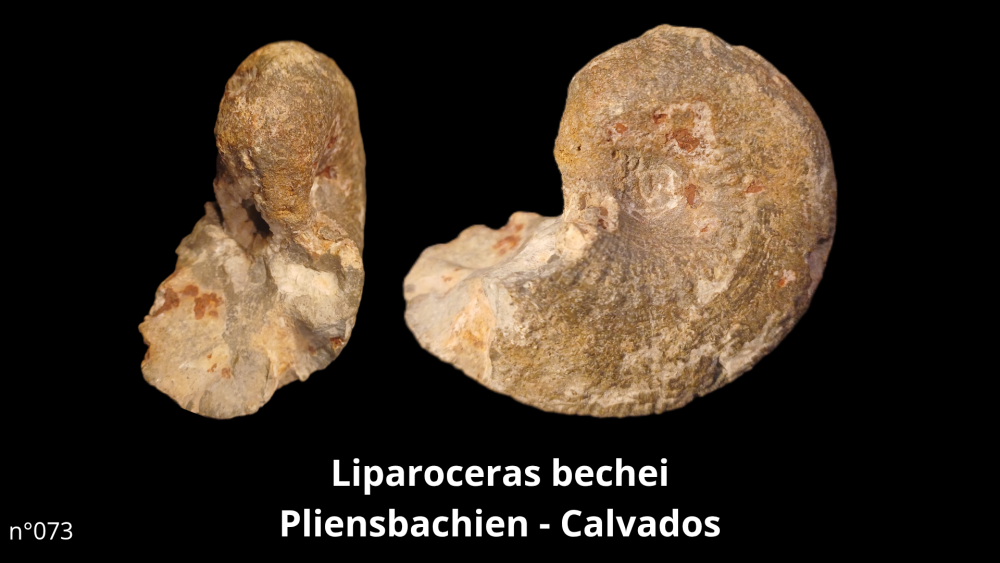 Boite collection 010_20250812_222938_0001.png