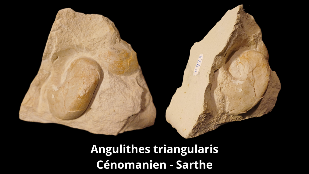 Boite collection 010_20250812_222939_0008.png