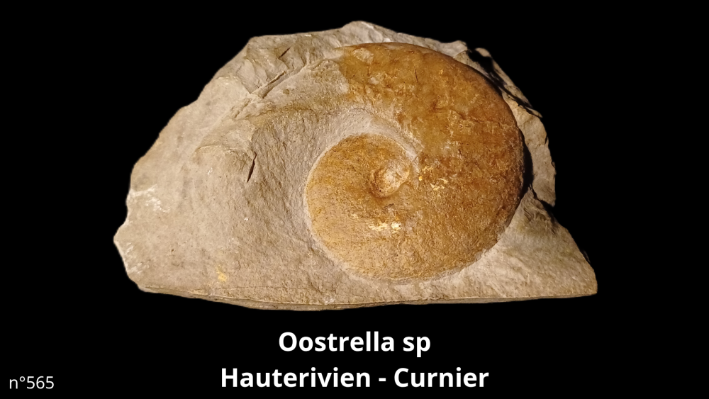 Boite collection 041_20250812_221211_0005.png