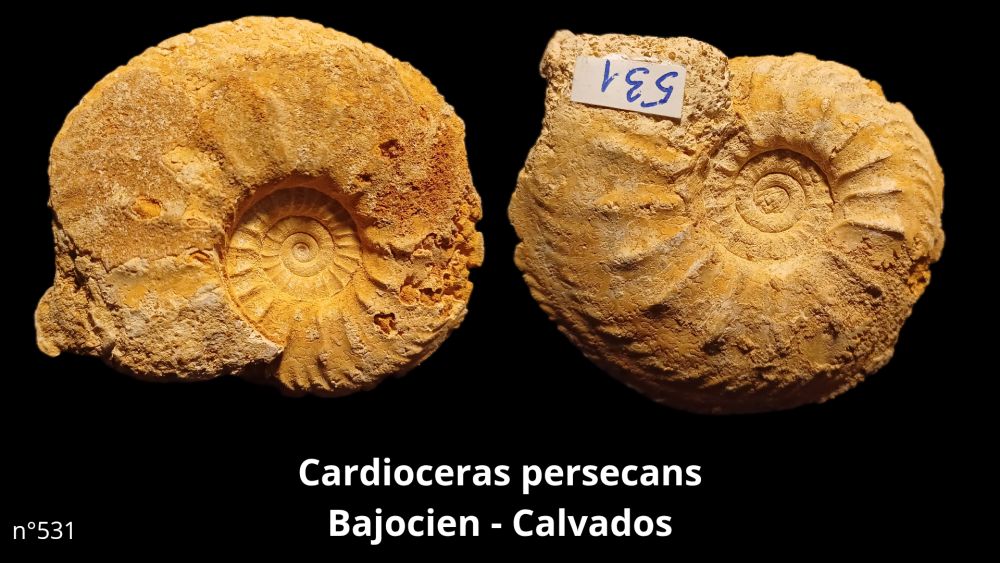 Boite collection 041_20250812_221211_0006.png