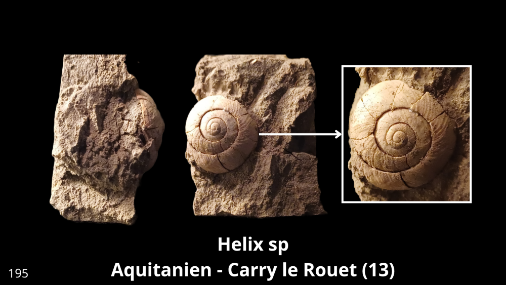 Boite collection 081_20250812_223231_0000.png