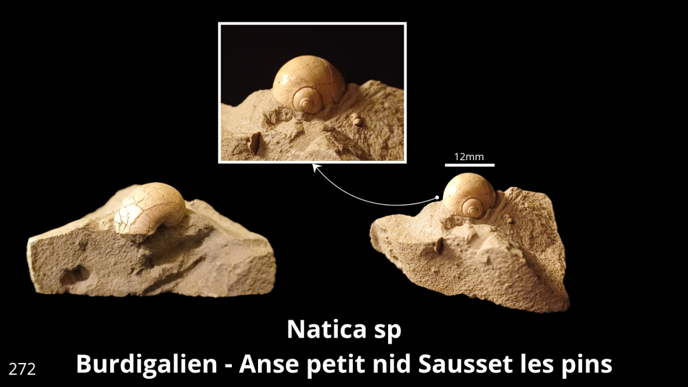 Boite collection 081_20250812_223231_0003.png