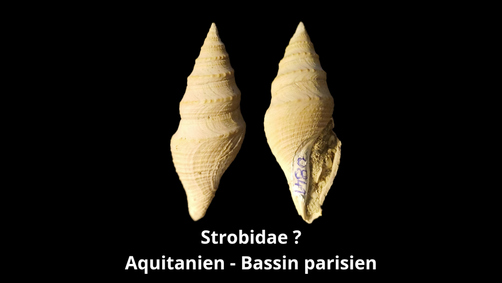 Boite collection 081_20250812_223232_0006.png