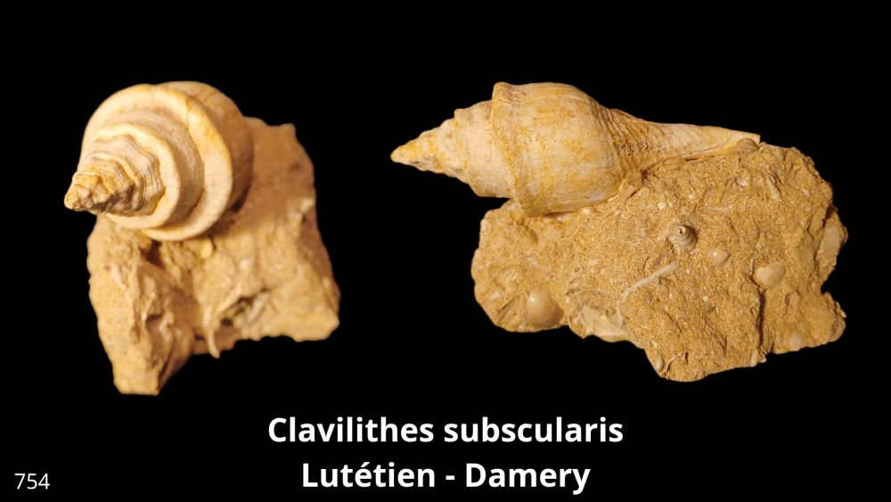 Boite collection 081_20250812_223232_0011.png