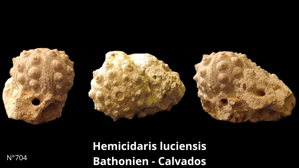 Boite collection CN4_20250812_211507_0002.png