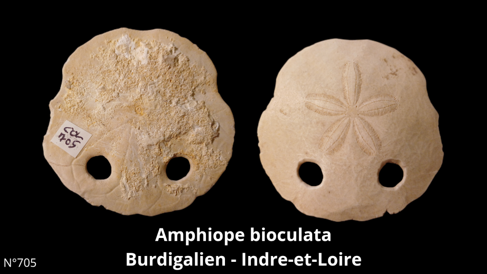 Boite collection CN4_20250812_211507_0003.png