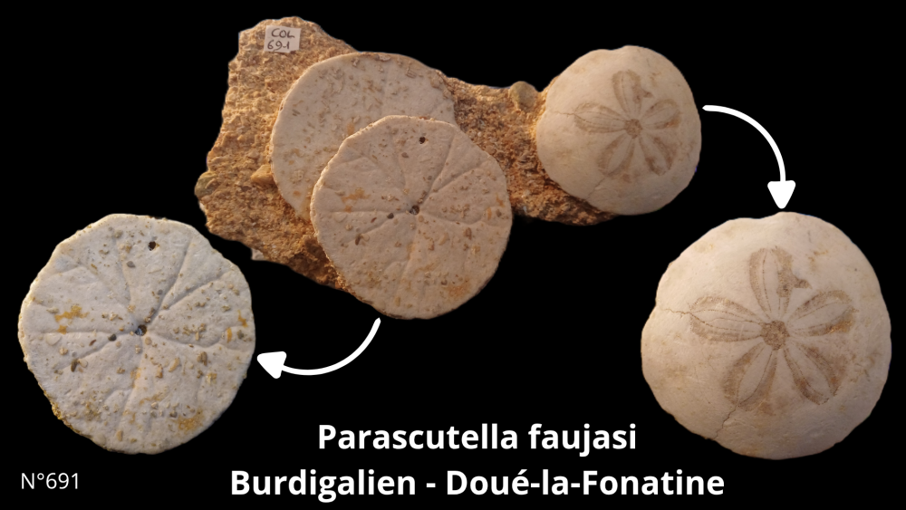 Boite collection CN4_20250812_211508_0011.png