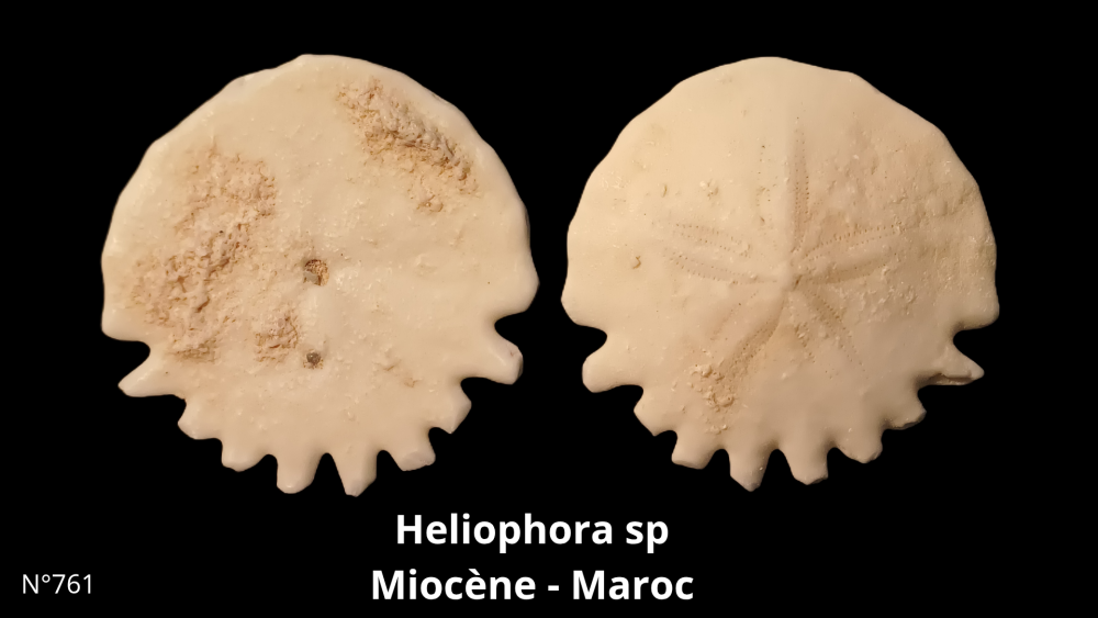 Boite collection CN4_20250812_211508_0012.png