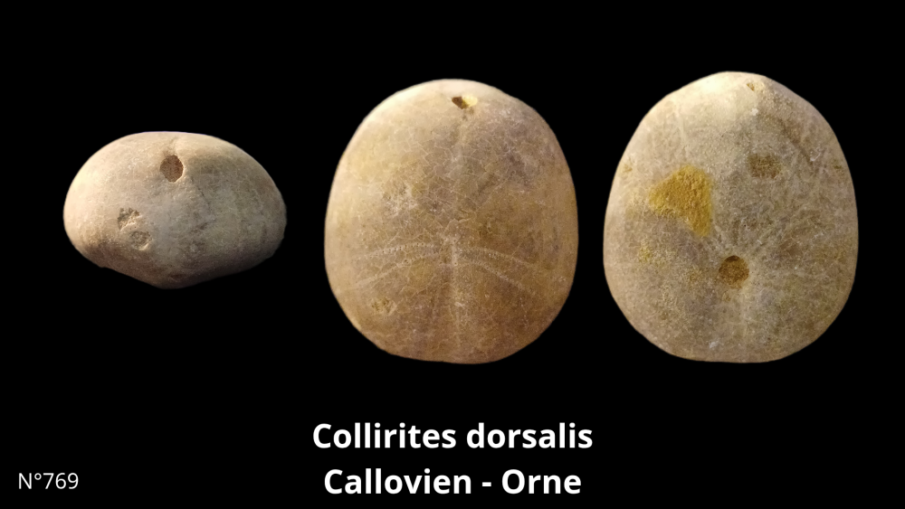 Boite collection CN4_20250812_211508_0013.png